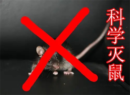 灭鼠步骤和方法您了解吗